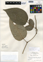 Piper schiedeanum Steud., Belize, P. H. Gentle 5075, F